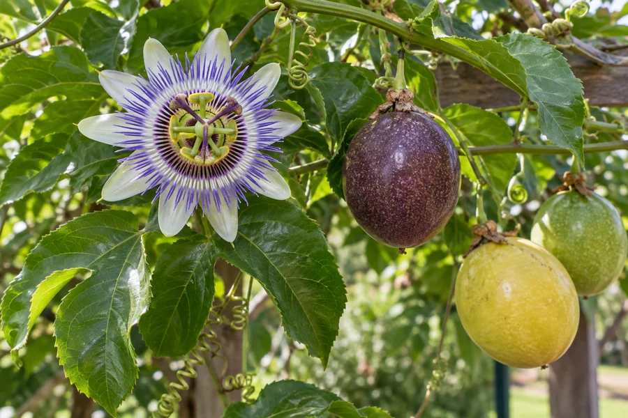 Passiflora edulis vine with flower and nearby ripe purple and yellow edible fruits