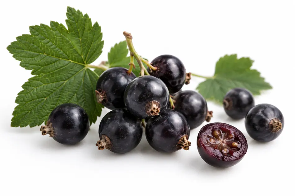 Cassis blackcurrant fruit