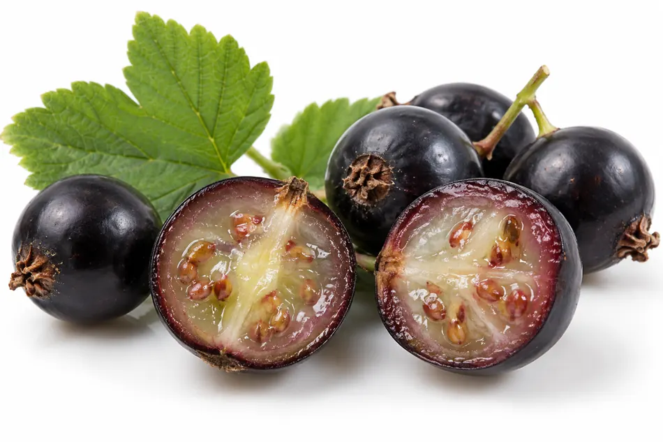 Blackcurrant fruit anatomy