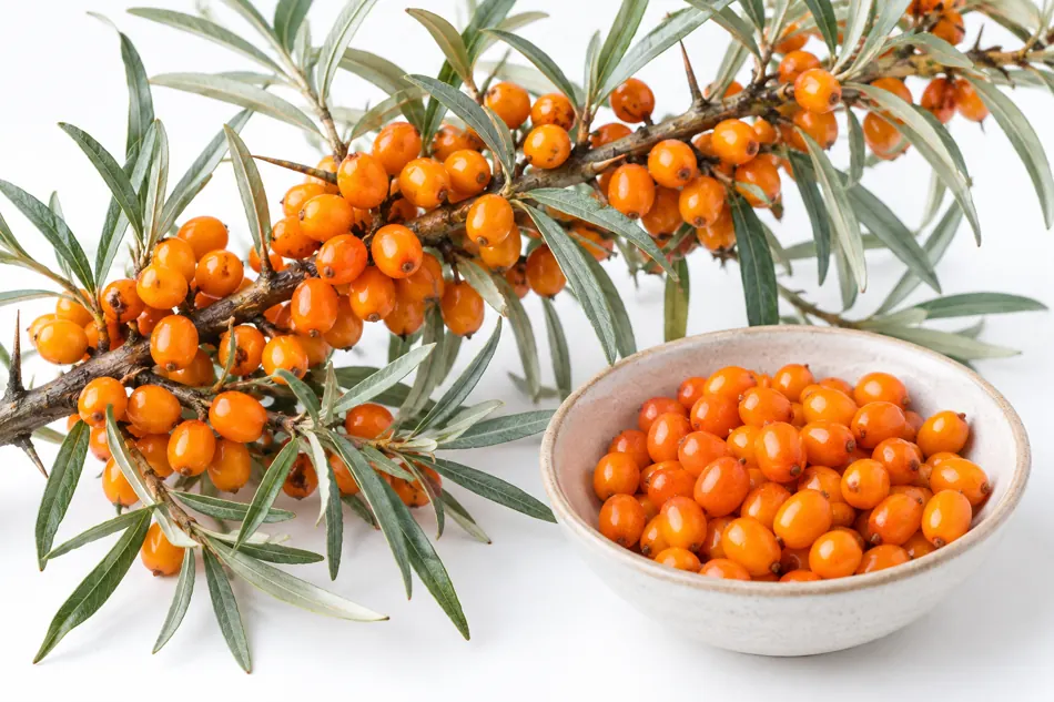Seaberry sea buckthorn