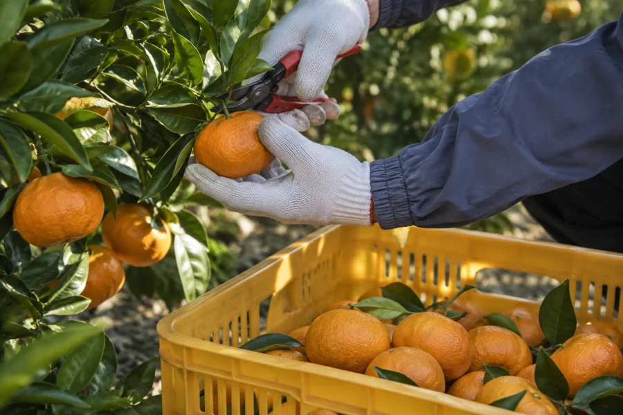 Mandarin being clipped at harvest beside a ventilated crate